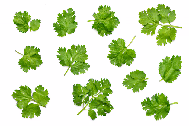 Imagem de várias folhas de coentro