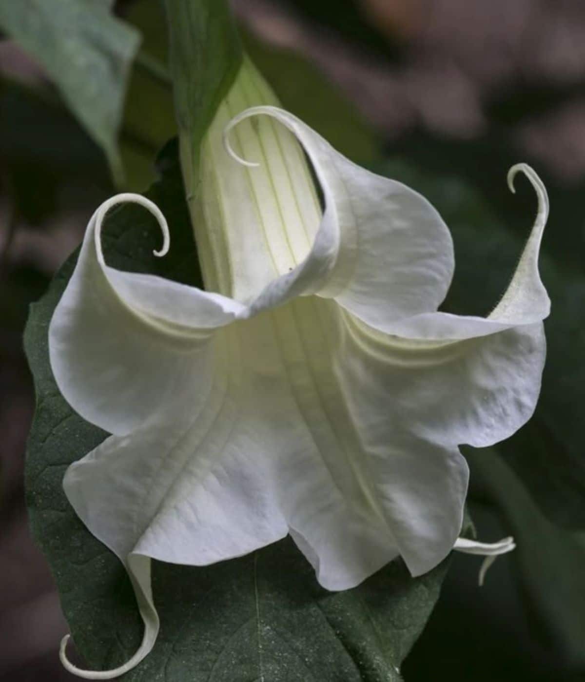 Flor trombeta branca com pétalas enroladas e folhagem verde ao fundo.
