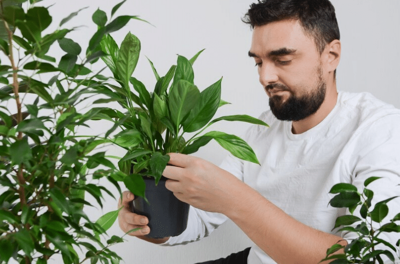 Homem removendo folhas secas de um Lírio da Paz em vaso.