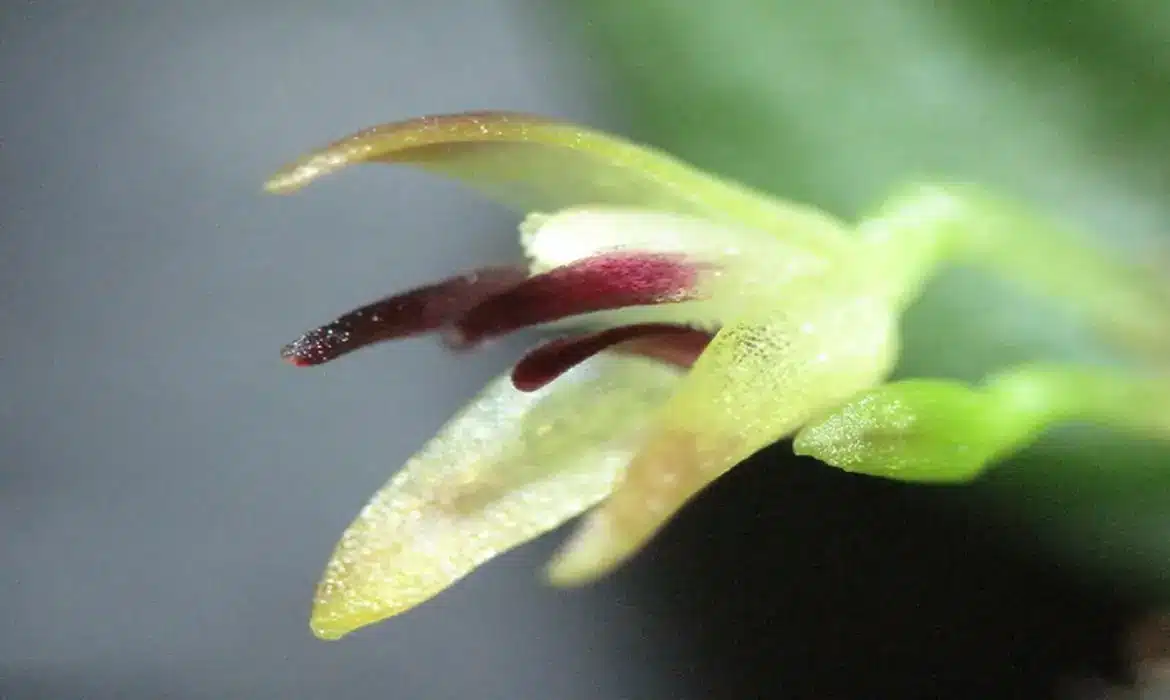 Imagem de uma Orquídea