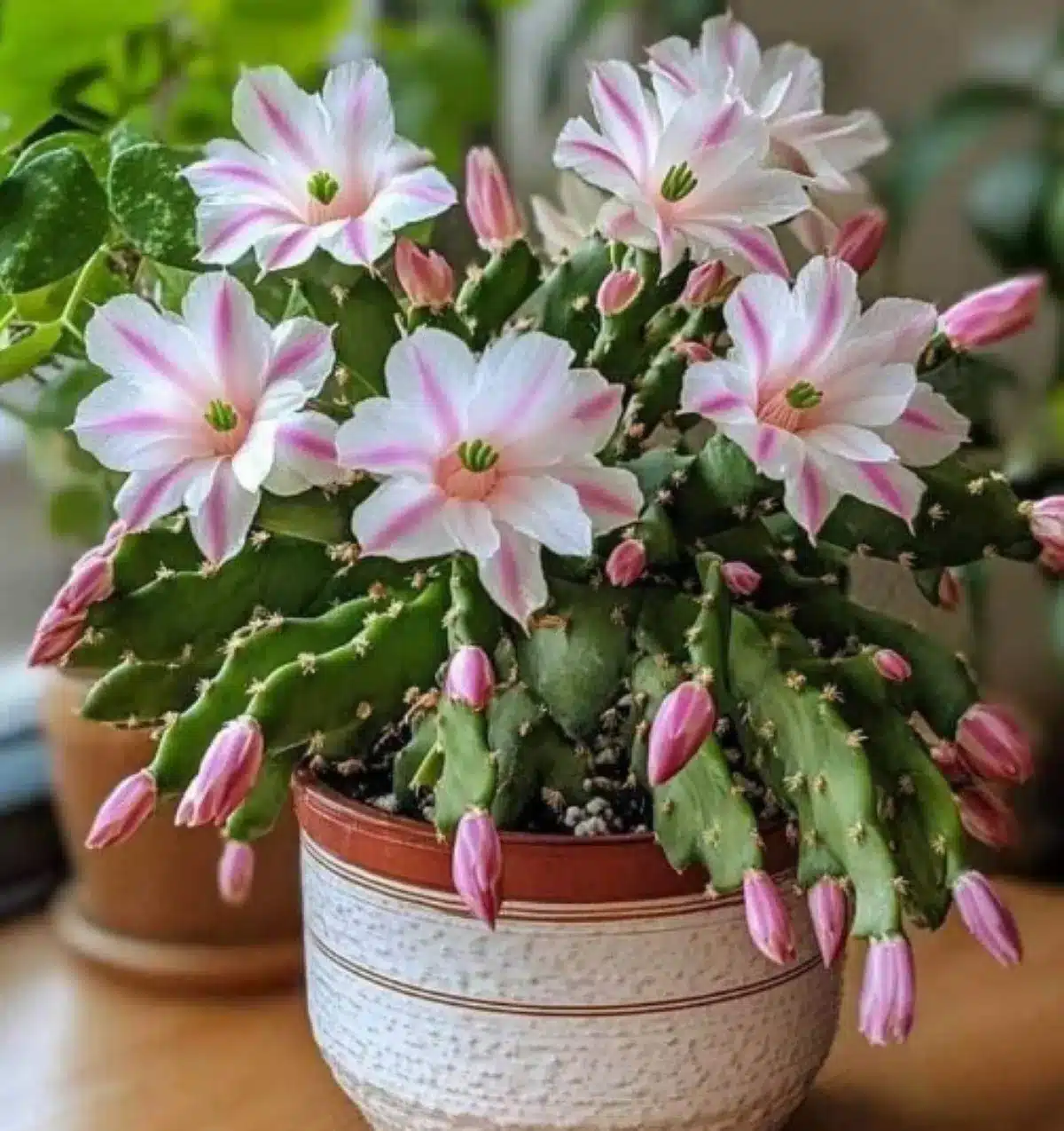 Cacto com flores exóticas rosa e brancas, em vaso decorativo.