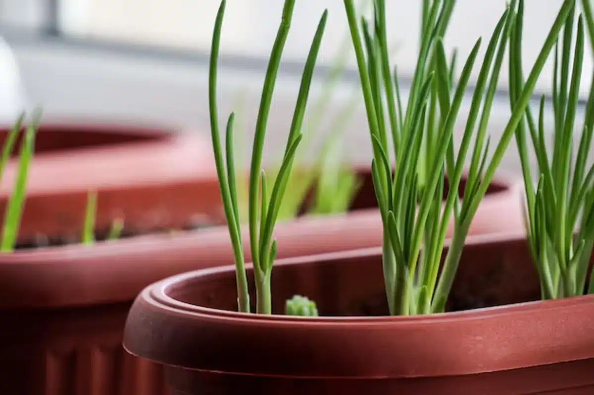 Cebolinha cultivada em vaso dentro de casa.