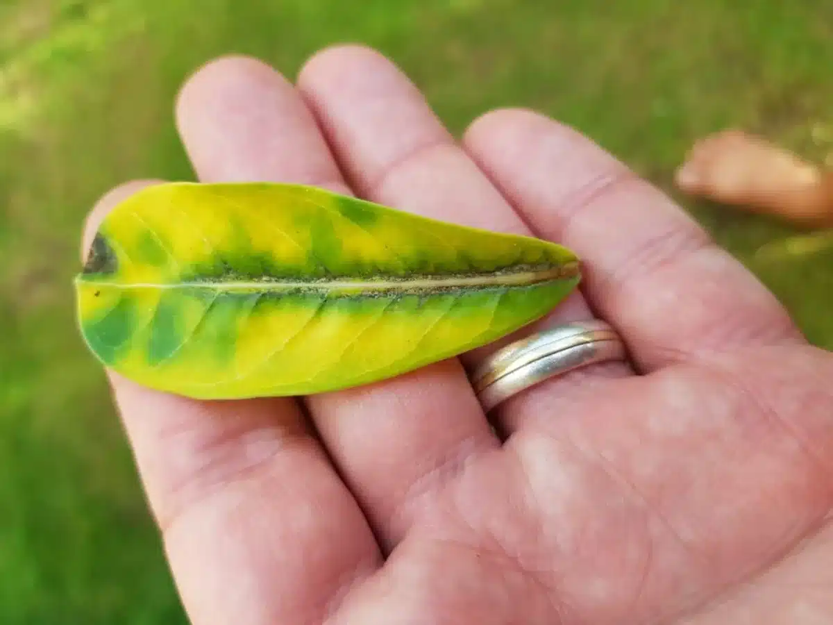 Folha amarela da rosa do deserto, indicando um possível problema com a planta, como falta de nutrientes ou estresse hídrico.