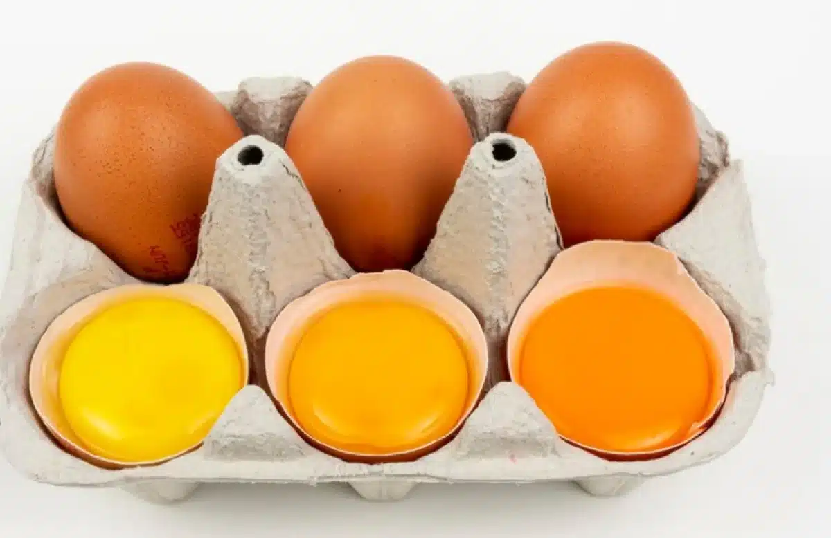 Gemas de ovos laranja e amarelo em uma cartela de ovos.