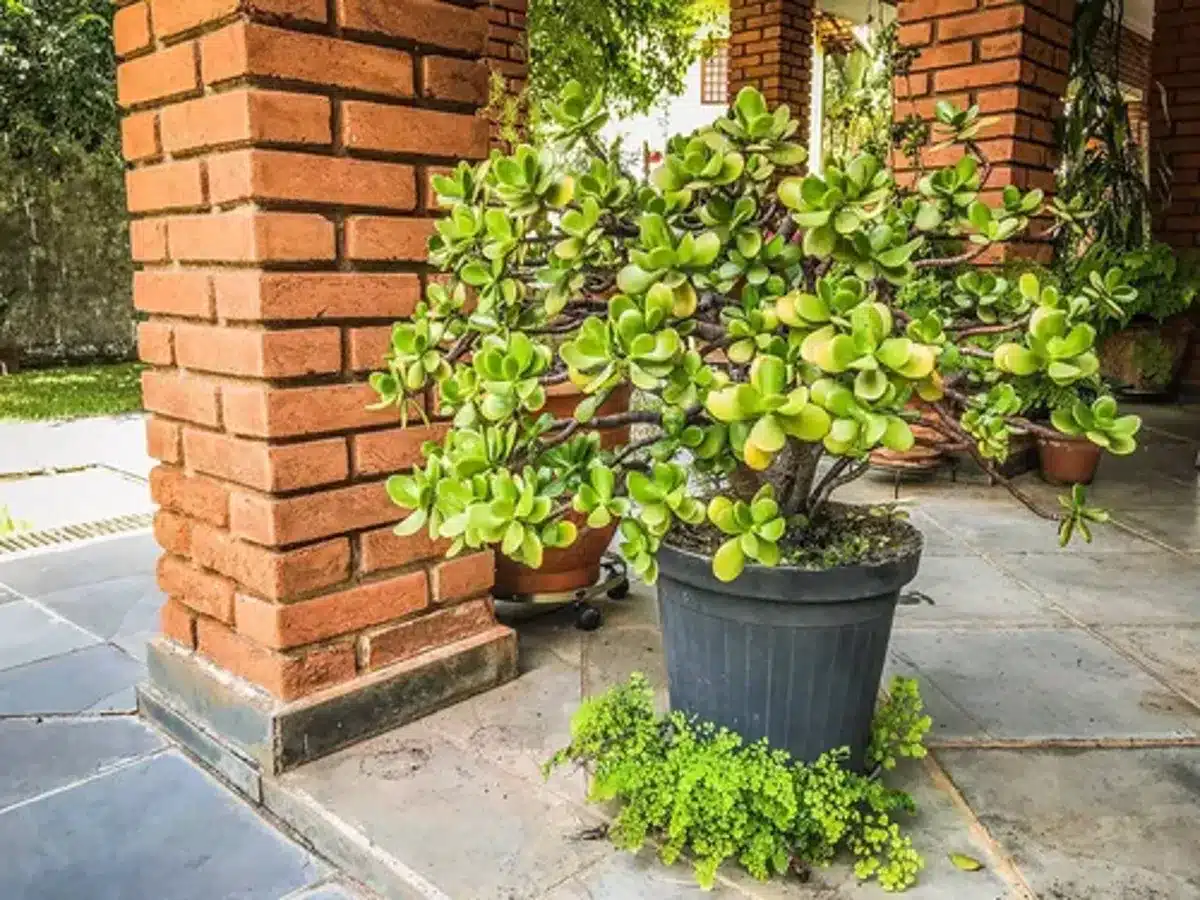 Planta-jade (árvore do dinheiro) crescida em vaso grande no exterior, com folhas verdes exuberantes.