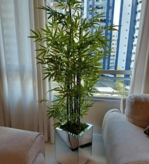 Palmeira-ráfis em vaso branco decorativo, posicionada em um ambiente externo com piso cerâmico.