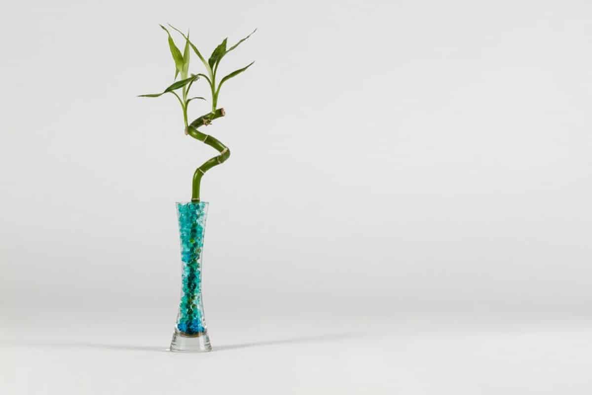 Caule de bambu verde cultivado em vaso com pedras, em fundo de mármore branco