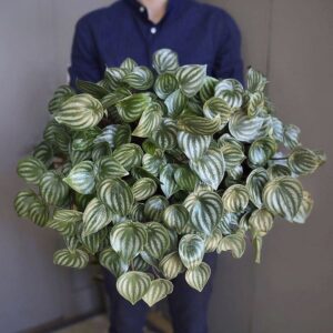 Pessoa segurando um vaso exuberante de Peperômia Melancia, destacando suas folhas listradas e brilhantes.