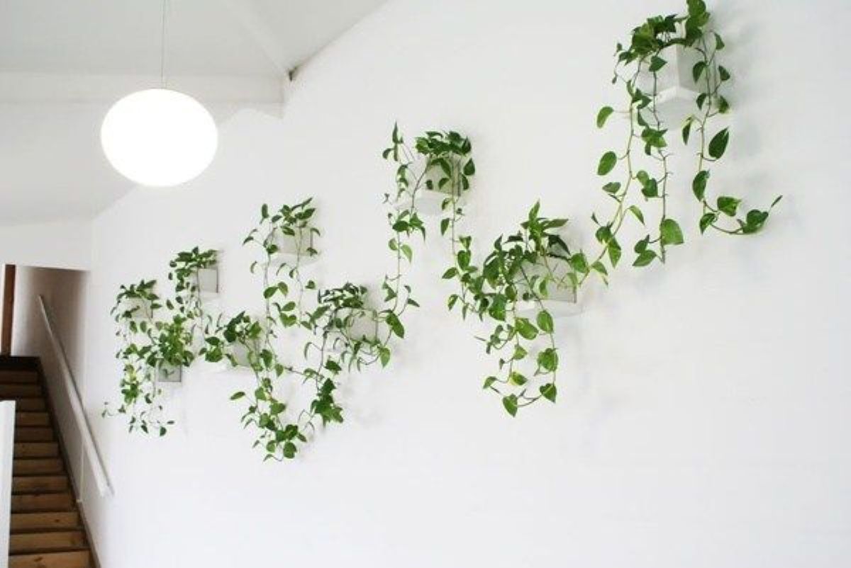 Planta Jiboia pendente em uma parede, com folhagens verdes e saudável.