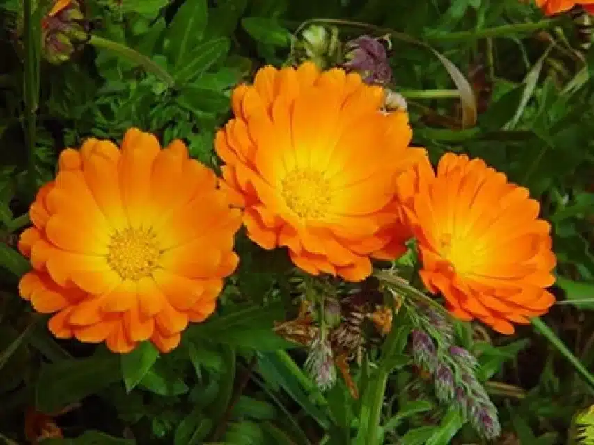 "Flores de calêndula laranja brilhante em plena floração, destacando-se em um jardim verde vibrante."