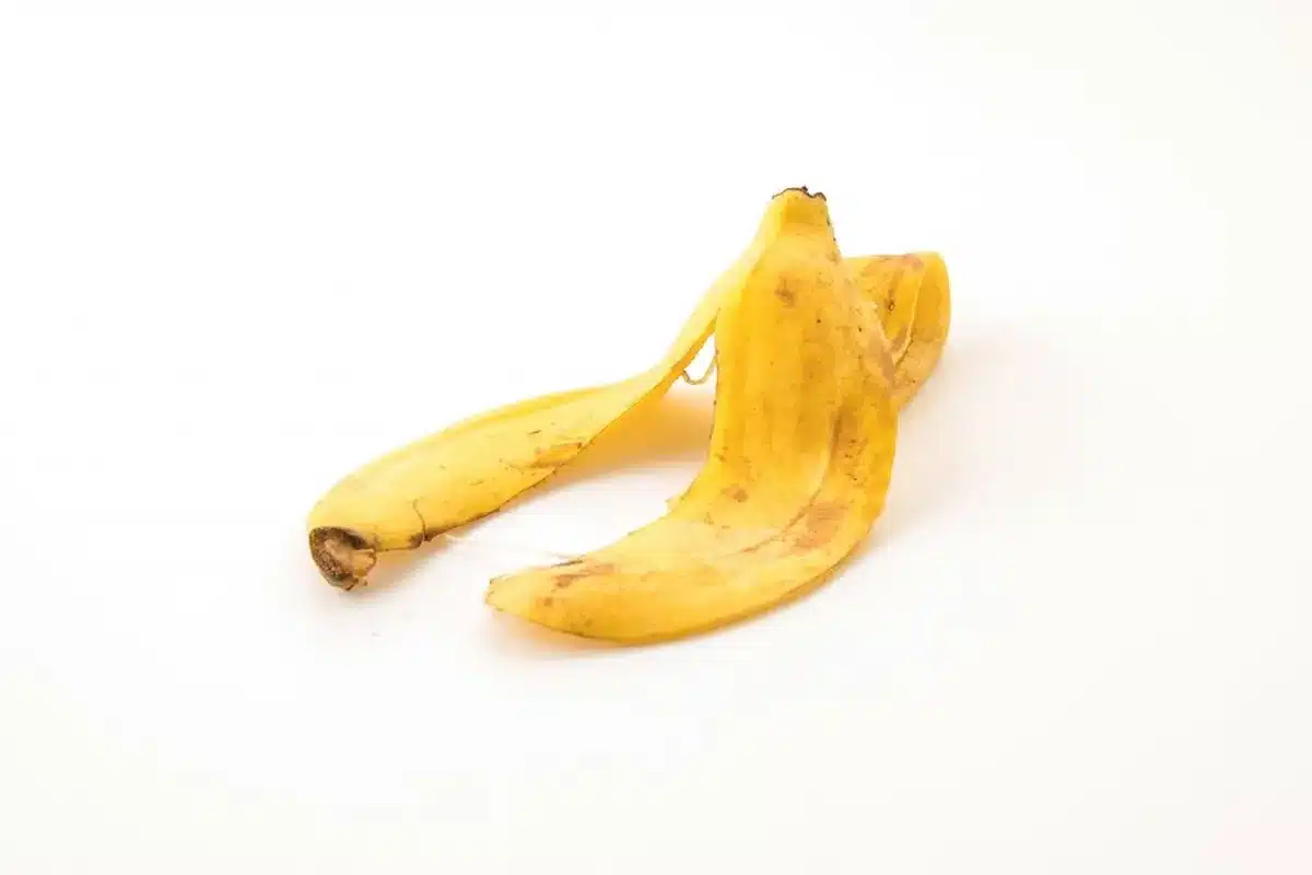 Cascas de banana, utilizadas como fertilizante natural para promover o crescimento saudável das orquídeas.