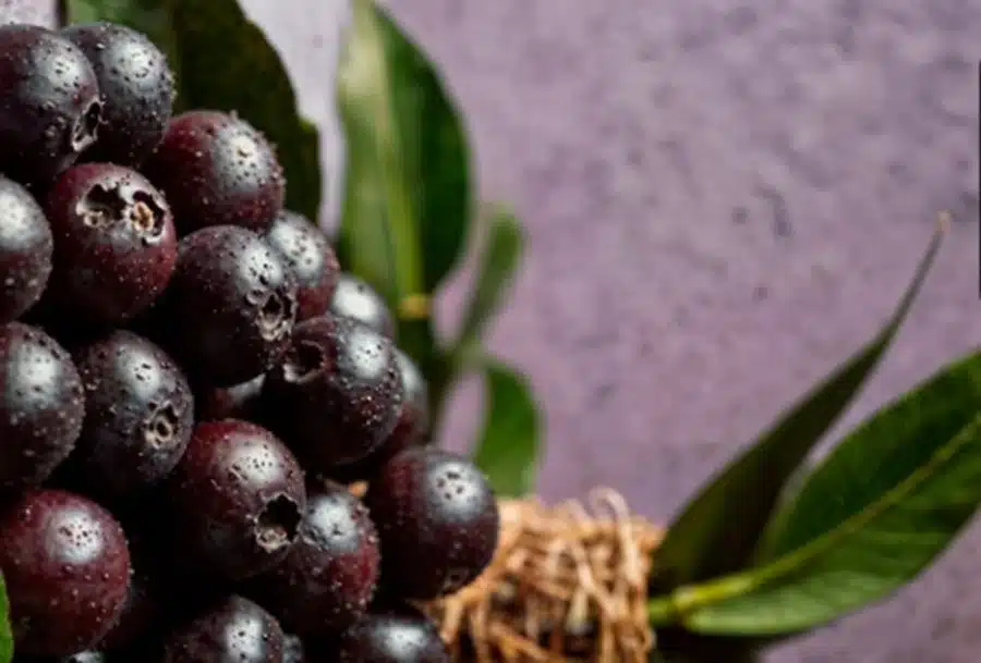 Frutos frescos de jabuticaba, simbolizando o cuidado e cultivo da planta.