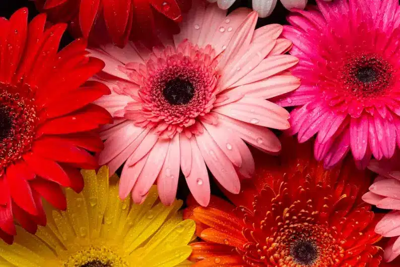 Arranjo de flores coloridas, um exemplo de como os cuidados com a água, como o uso de bicarbonato, podem prolongar a vida das flores.