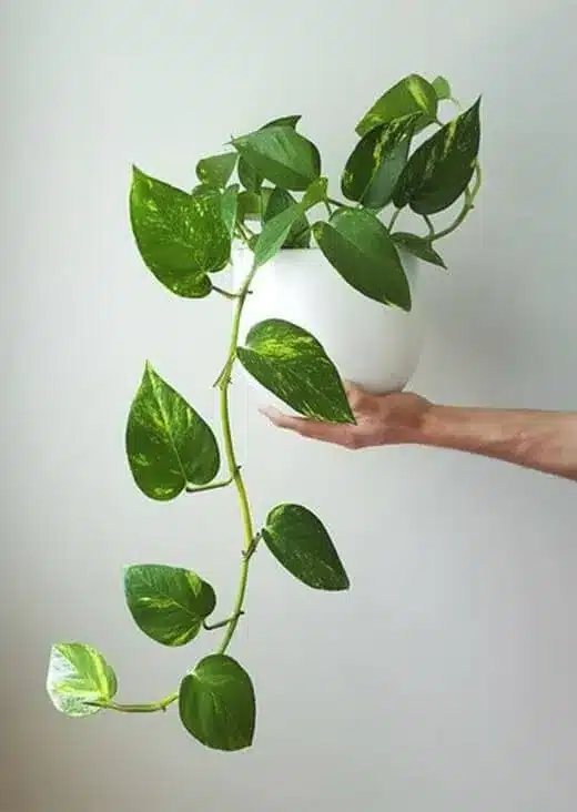 Planta Jiboia com folhas largas e sonoras, suspensa em um vaso branco.