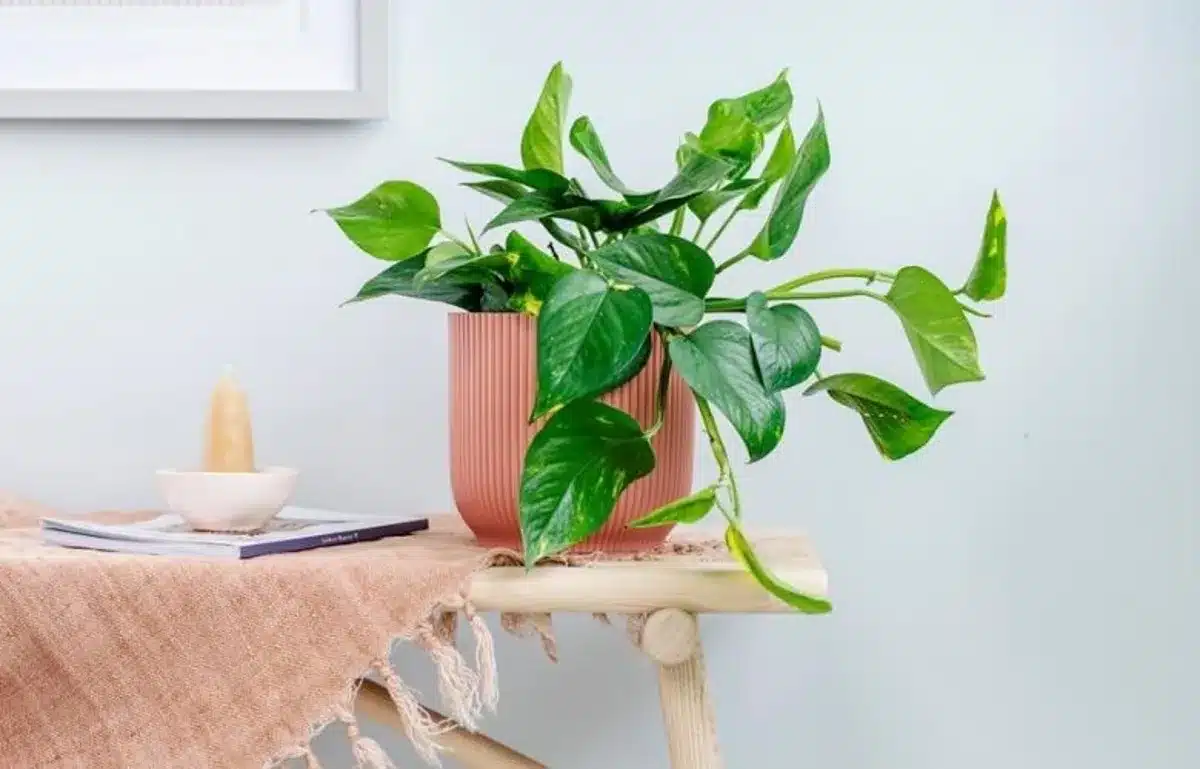 Planta jiboia em um vaso sobre uma mesa de madeira decorada.