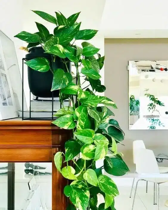 Planta Jiboia com folhagem verde brilhante e bem cuidada, ideal para decoração.