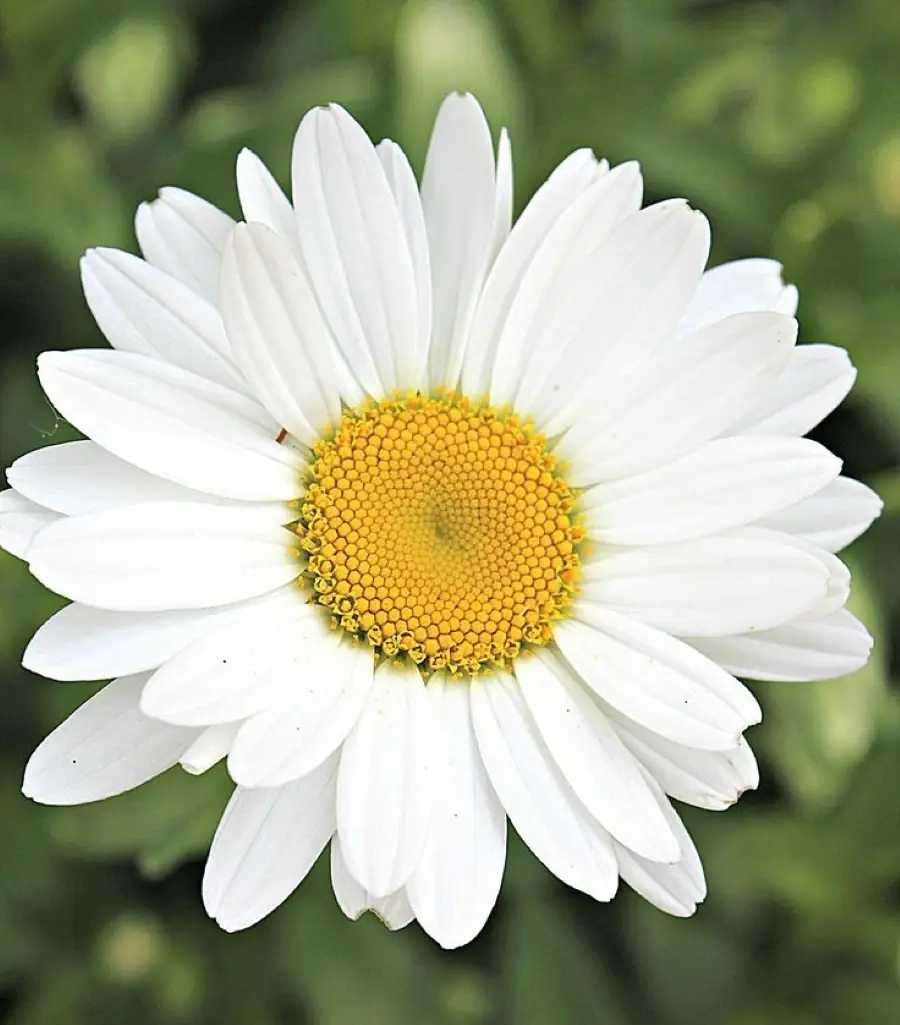 Margarida - A flor de abril e sua personalidade