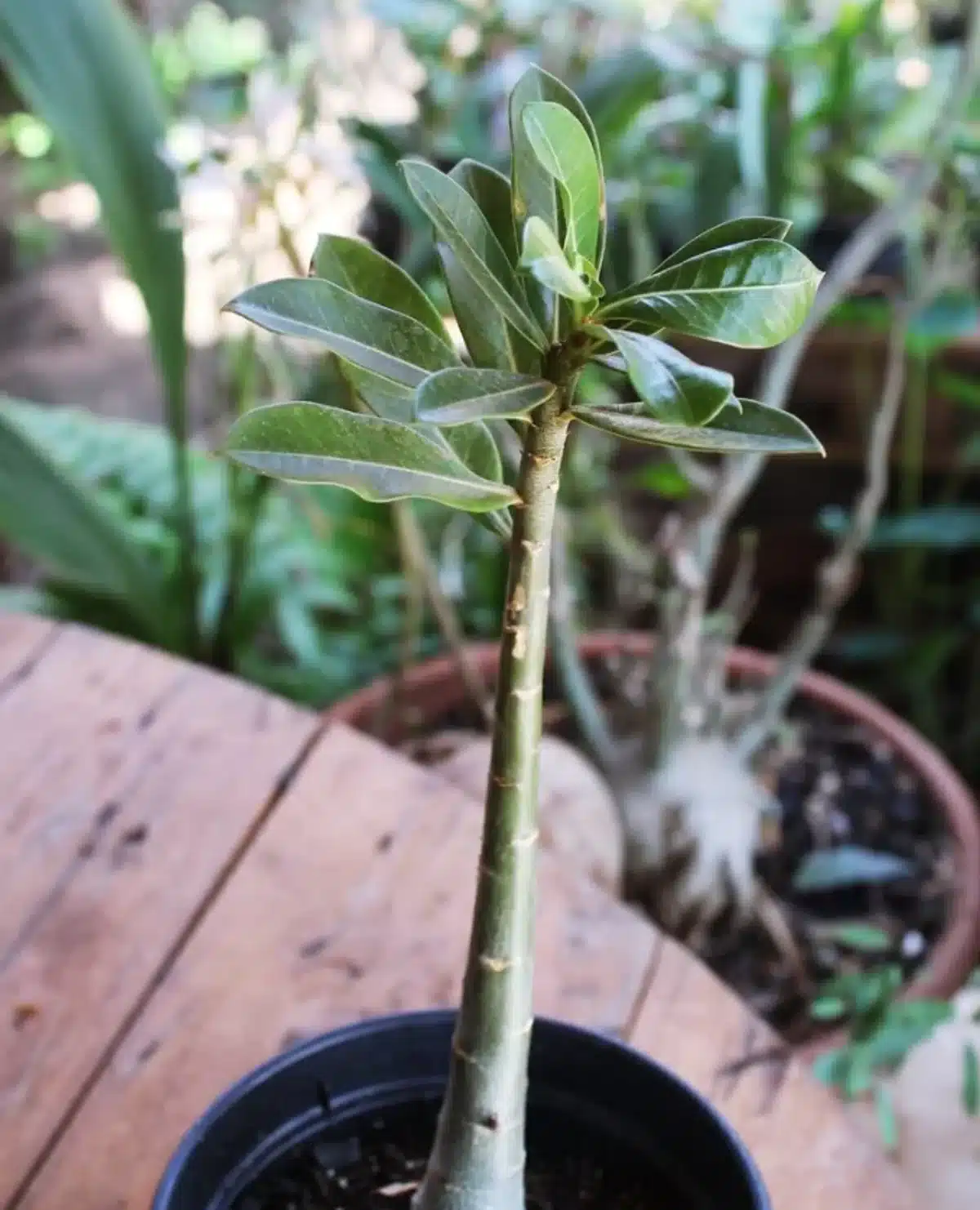 Muda de rosa-do-deserto sendo cultivada com folhagem verde brilhante.