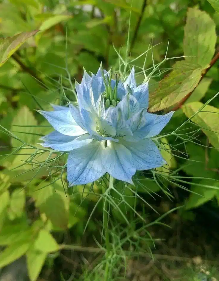Close-up de uma delicada flor azul de Nigella com folhas pontiagudas e uma forma única, cercada por vegetação.