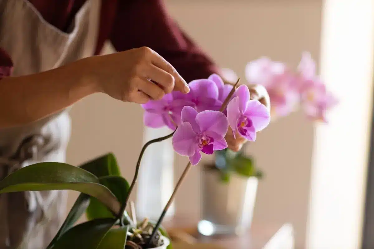 Pessoa cuidando de orquídeas, ajustando as flores de uma planta de Phalaenopsis.