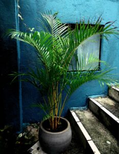 Palmeira-Areca em vaso ao lado de escadas, com parede azul ao fundo, representando a planta ideal para decoração.
