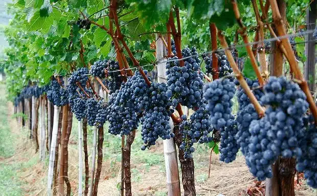 Parreira de uva carregada com cachos de uvas, representando uma árvore frutífera que pode trazer problemas para o quintal.