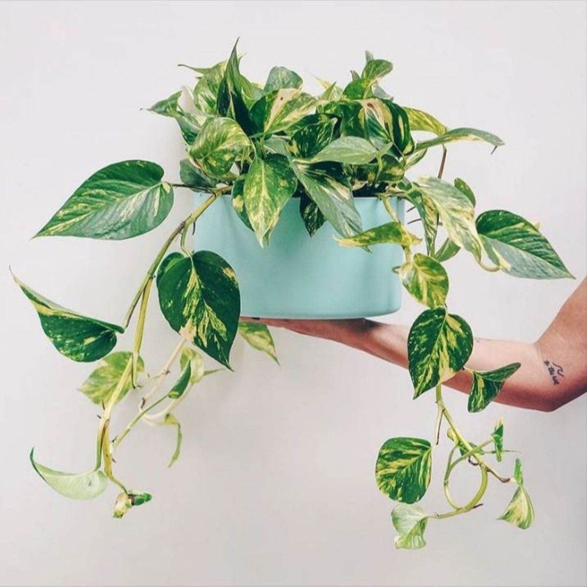 Mão segurando uma planta jiboia com folhas verdes em um vaso branco, representando a beleza dessa planta.