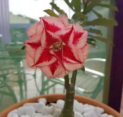 Flor deslumbrante de Rosa do Deserto com tons vermelhos e creme.