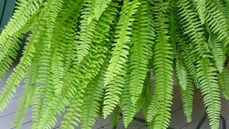  Folhagem verde vibrante da samambaia americana (Nephrolepis exaltata) em um ambiente interno.