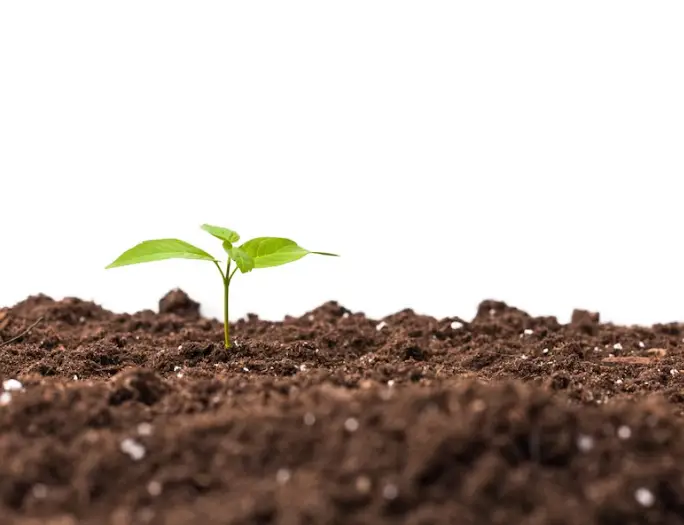  "Planta jovem crescendo em solo, representando a interação do bicarbonato com o pH do solo."