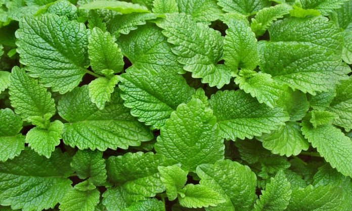 Folhas verdes de erva-cidreira, planta conhecida por suas propriedades relaxantes e calmantes.