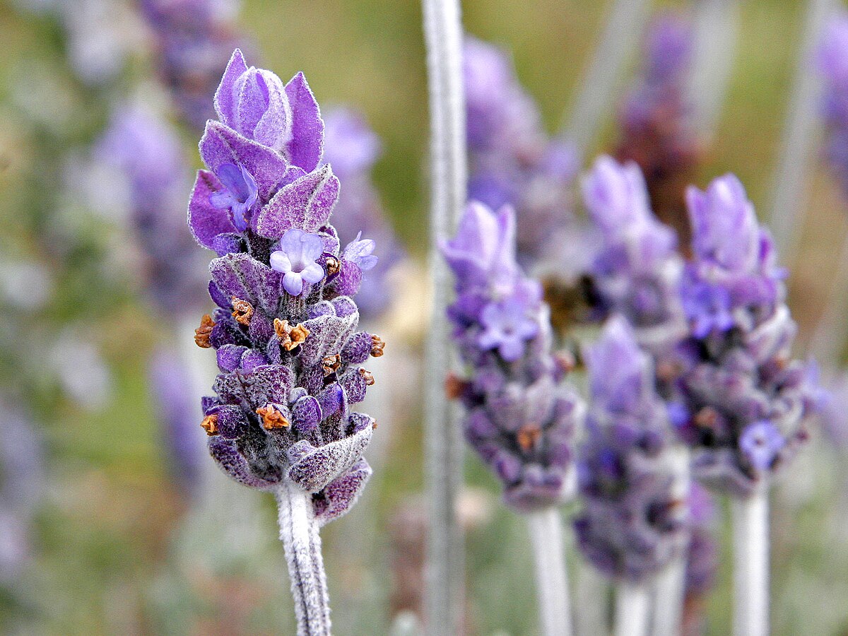 Flor de lavanda em destaque, perfeita para ambientes mais tranquilos e relaxantes.