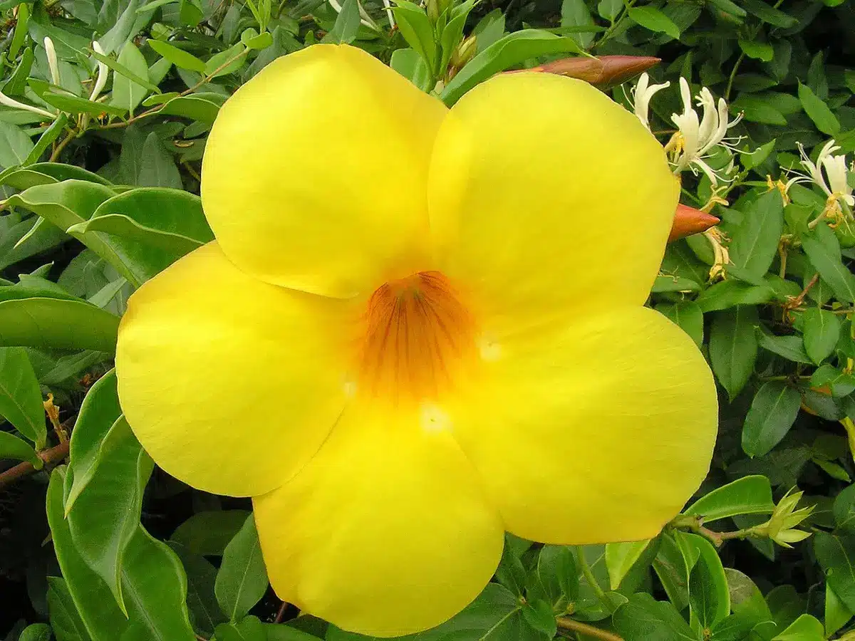 Flor de alamanda amarela com pétalas vibrantes