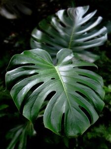 Folhas da planta costela-de-adão em destaque com fundo escuro