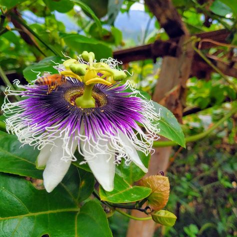 Flor de maracujá em destaque, conhecida por suas propriedades relaxantes e ansiolíticas.