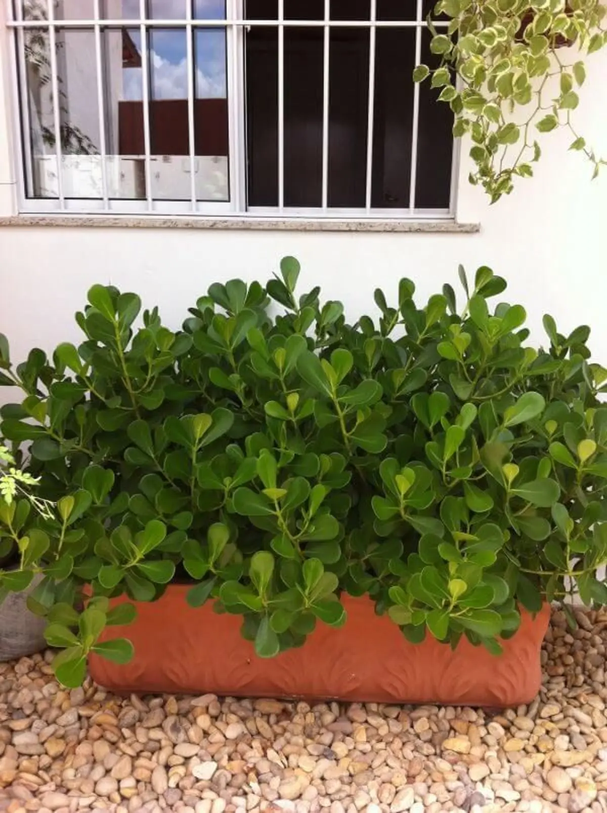 Clúsia verde em vaso grande, decorando a fachada