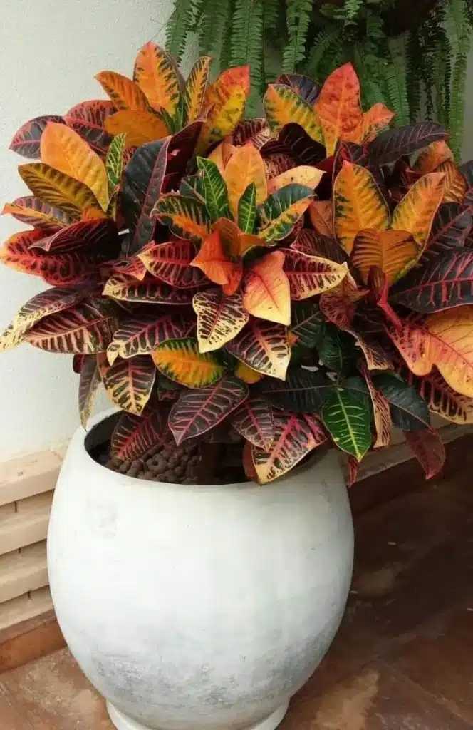 Cróton om cores vibrantes em tons de amarelo, laranja e verde em vaso grande.