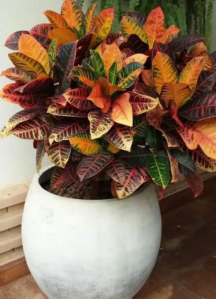 Cróton om cores vibrantes em tons de amarelo, laranja e verde em vaso grande.