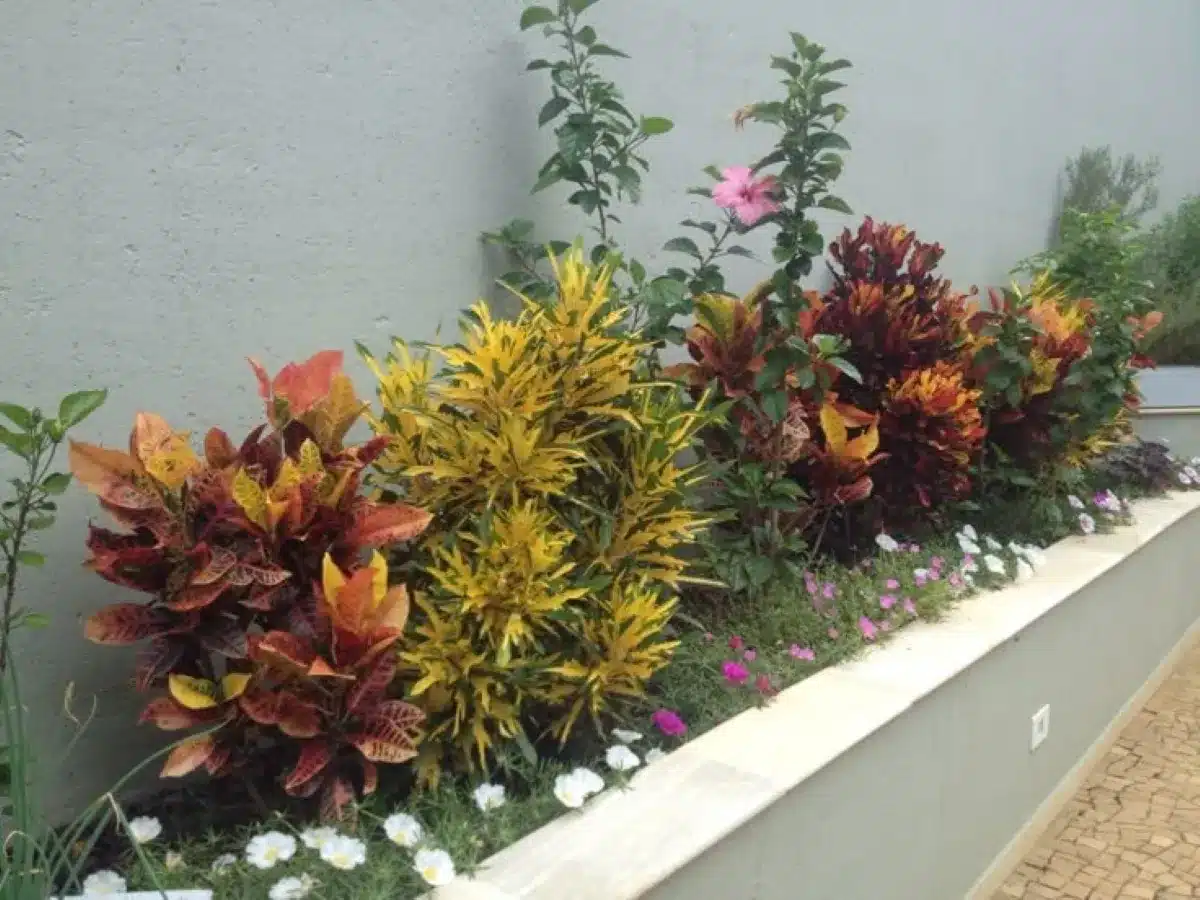 Plantas de cróton em vaso, com folhas coloridas em tons de verde, amarelo e vermelho, representando as dicas de cuidados com o cróton.