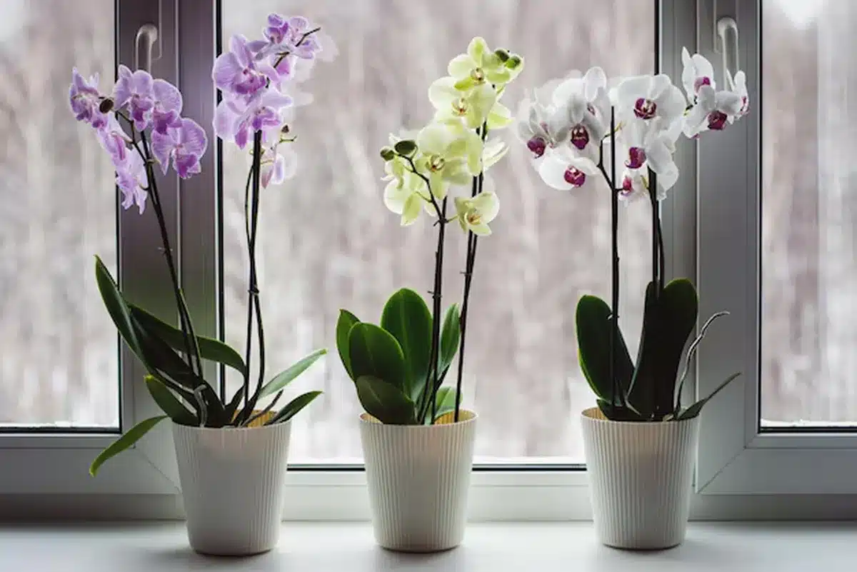 vasos com orquídeas coloridas dispostos em uma janela iluminada