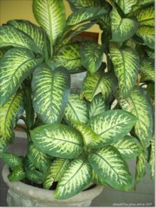 Planta comigo-ninguém-pode em vaso grande com folhas verdes e rajadas claras