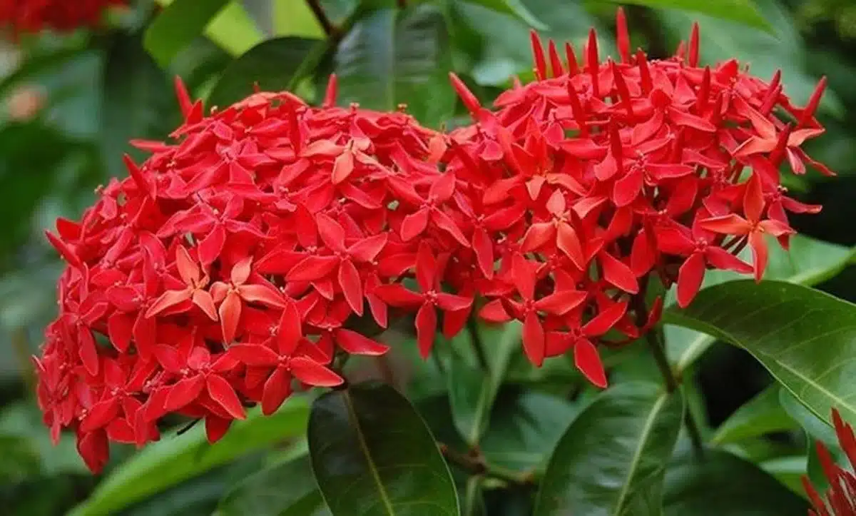 Flores vermelhas de Ixora em close