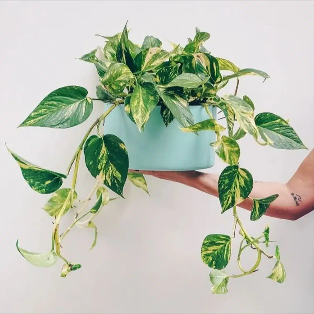 Planta jiboia em vaso azul sendo segurada por uma mão