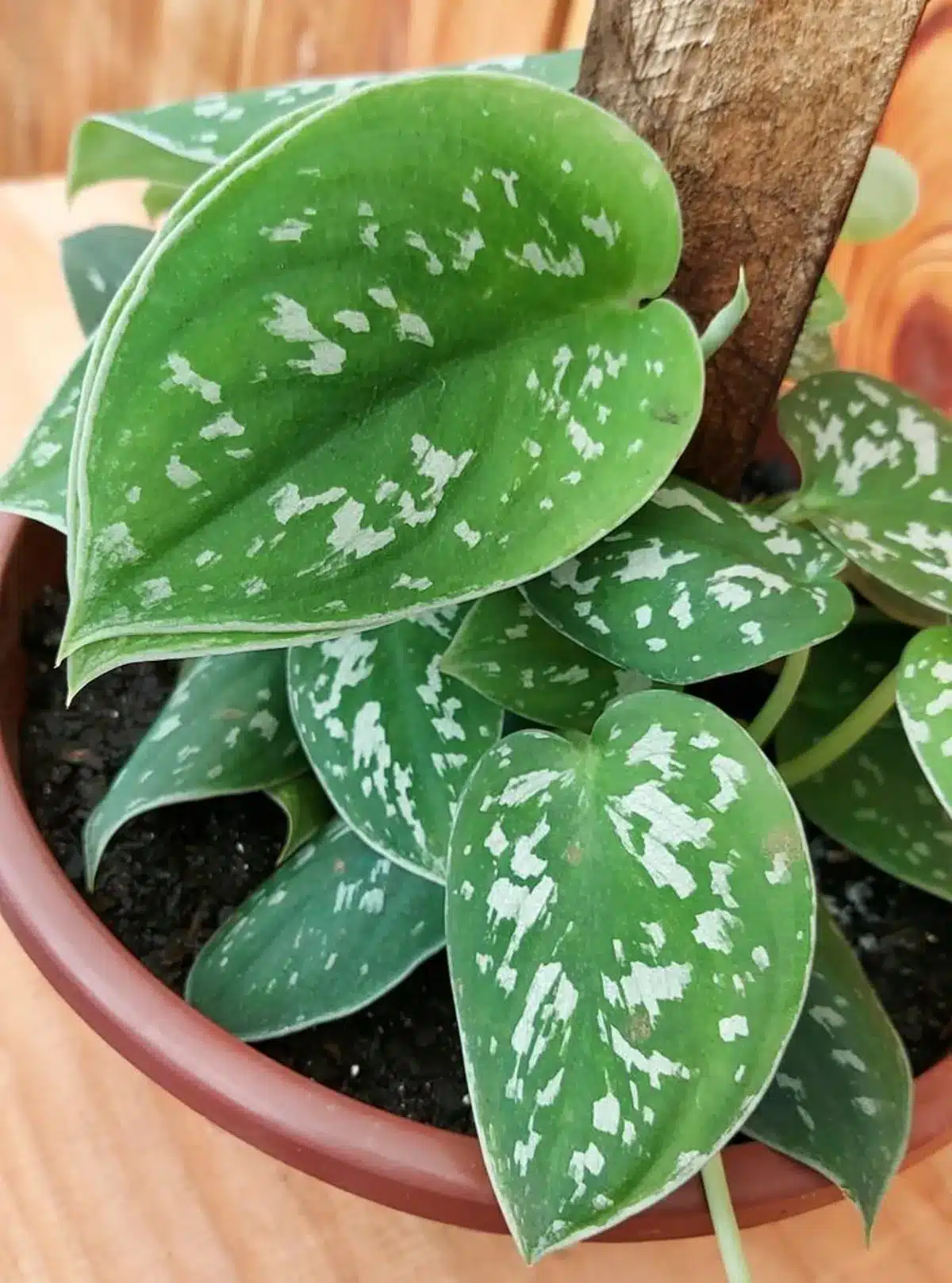 Folhas de jiboia prateada em vaso de barro