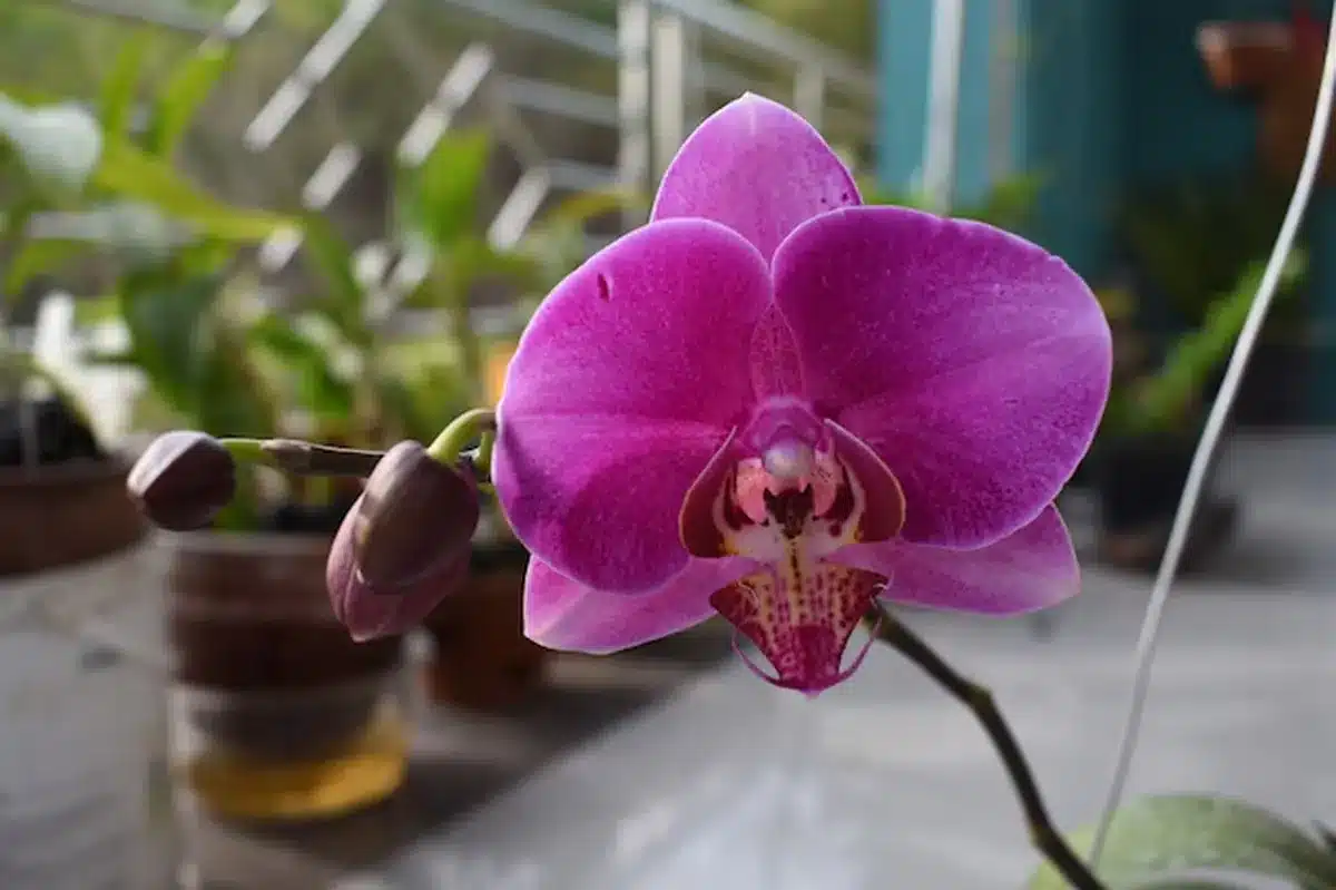 orquídea mariposa com flor roxa em destaque em ambiente iluminado