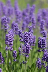 Campo com flores de lavanda em tons roxos, em foco, com fundo esverdeado desfocado.