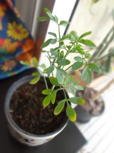Muda de arruda cultivada em vaso sobre superfície interna iluminada, com folhas verdes características.