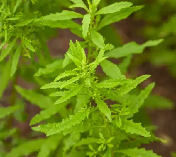  Folhas verdes de mastruz em destaque na natureza