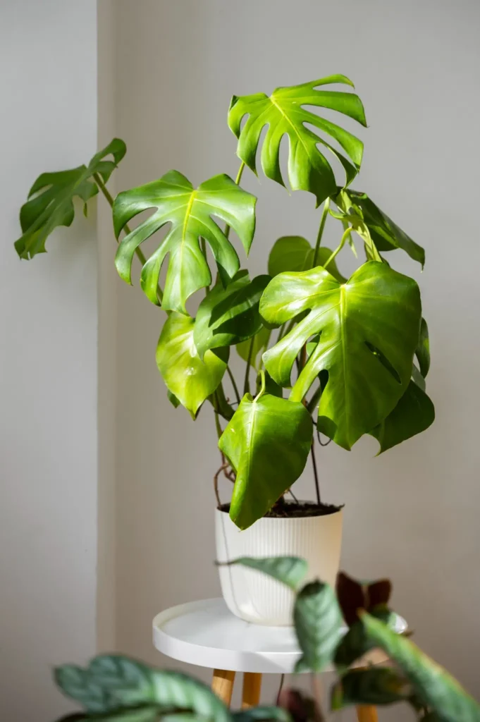 Planta costela de Adão decorando ambiente interno com estilo minimalista.
