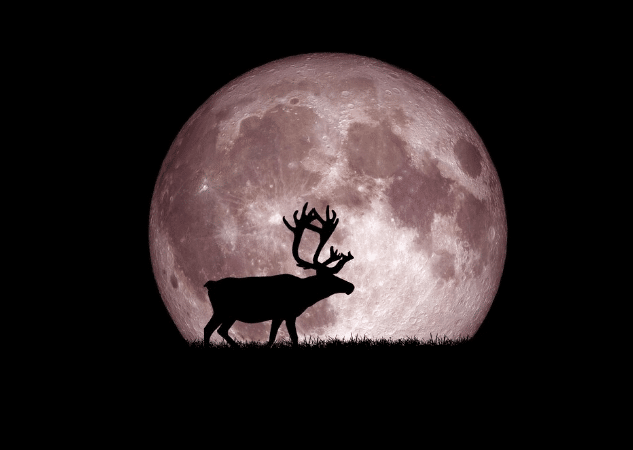 Silhueta de veado diante da Lua do Veado no céu escuro.